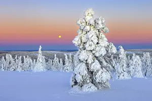 Finnish: Tykky forest, snow covered spruce trees on the taiga at sunrise in winter