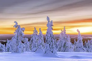 Finnish: Tykky forest, snow covered spruce trees on the taiga at sunset in winter
