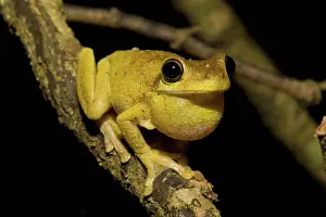 Litoria: Tyler's Tree Frog