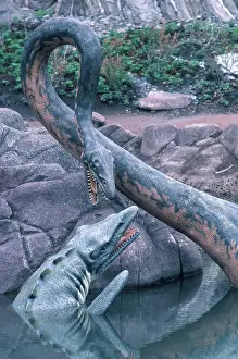 Replica: Tylosaurus and Elasmosaurus