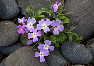 Stocks: A type of stock, growing on coastal shingle
