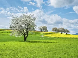 Typical: Typical field landscape in spring