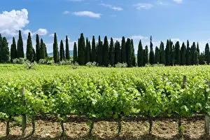 Cupressaceae: Typical green Tuscany landscape with cypresses