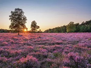 Betulaceae: Typical heath landscape with flowering heather and