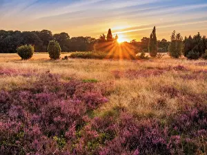 Juniper: Typical heath landscape with flowering heather and