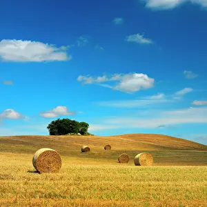 Grove: Typical hilly landscape with field shrubs, stubble