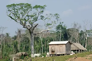 Exploitations: Typical house of Seringueiro collector latex Amazon Brazil