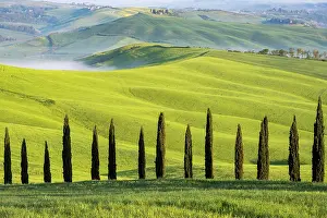 Cupressus: Typical landscape with cypresses (Cupressus) in