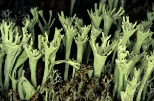 Cladonia: Typical lichen on taiga-forest floor near river Taz