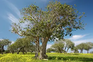 Olives: A typical mediterranean scene - masses of Crown