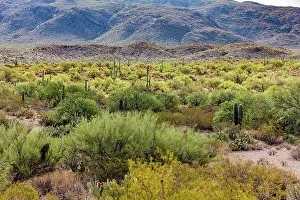 Cactus: Typical scene in the Sonoran Desert of southern Arizona