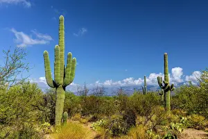 Cactus: Typical scene in the Sonoran Desert of southern Arizona
