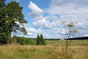 Ural: A typical scenery in Ural Mountains, near Ekaterinburg