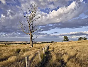 Jean-marc La Roque: Typical summer landscape in central Victoria near