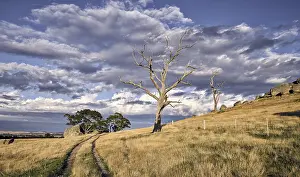 Jean-marc La Roque: Typical summer landscape in central Victoria near