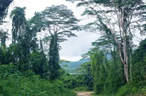 Unpaved: A typical unpaved road surrounded by lush vegetation