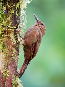 Woodcreepers: Tyrannine Woodcreeper Dendrocincla tyrannina Ecu