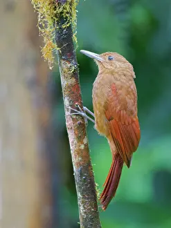 Woodcreepers: Tyrannine Woodcreeper Dendrocincla tyrannina Ecu