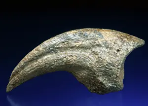 Replica: Tyrannosaurus Claw