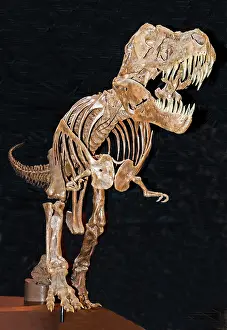 Tyrant: Tyrannosaurus Rex