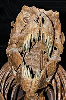 Tyrant: Tyrannosaurus Rex