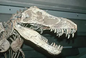 Theropoda: Tyrannosaurus Rex