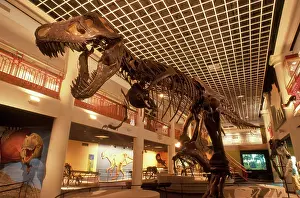 Tyrant: Tyrannosaurus Rex