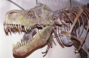 Skeletons: Tyrannosaurus rex