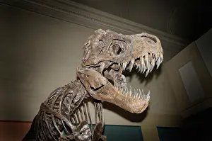 Tyrannosaurus: Tyrannosaurus rex