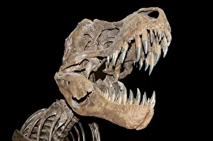 Tyrannosaurus: Tyrannosaurus rex