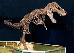 Tyrant: Tyrannosaurus Rex