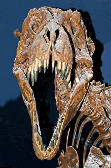 Tyrant: Tyrannosaurus Rex