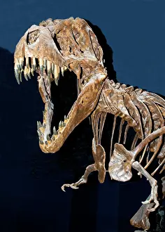 Tyrant: Tyrannosaurus Rex