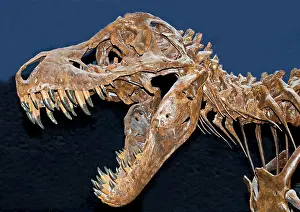 Tyrant: Tyrannosaurus Rex