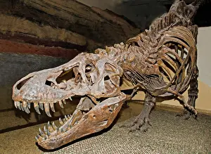 Tyrant: Tyrannosaurus Rex