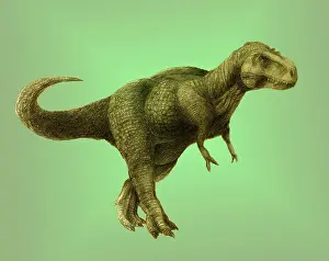 Theropoda: Tyrannosaurus Rex