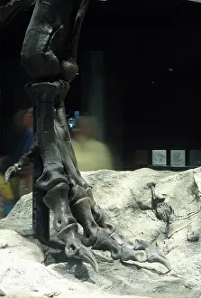 Tyrant: Tyrannosaurus rex foot