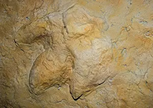 Tyrant: Tyrannosaurus Rex Footprint