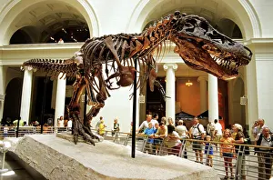 Chicago: Tyrannosaurus Rex Skeleton