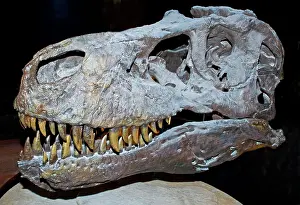 Tyrant: Tyrannosaurus Rex Skeleton