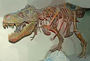 Tyrant: Tyrannosaurus Rex Skeleton