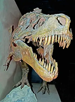 Tyrant: Tyrannosaurus Rex Skeleton