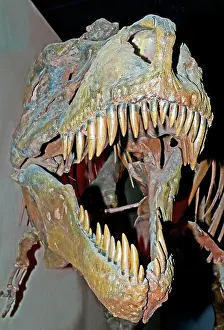 Tyrant: Tyrannosaurus Rex Skeleton