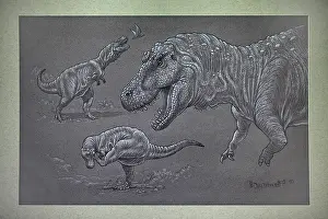 Tyrannosaurus: Tyrannosaurus Rex - sketches