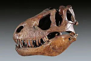 Paleozoology: Tyrannosaurus rex Skull