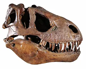 Paleozoology: Tyrannosaurus rex Skull