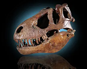 Paleozoology: Tyrannosaurus rex Skull