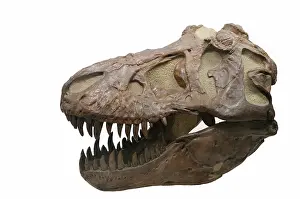 Tyrannosaurus: Tyrannosaurus rex Skull