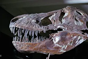Denver: Tyrannosaurus rex skull