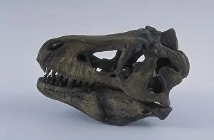 Tyrant: Tyrannosaurus Rex skull